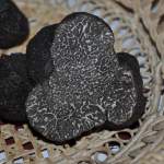 Foire primée aux truffes