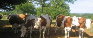 Portes ouvertes à la ferme laitière de Bosloubet